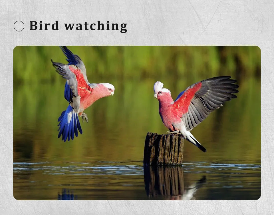 Night Vision Hunting Binoculars